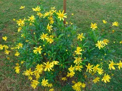 Euryops chrysanthemoides