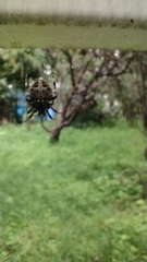 Neoscona orizabensis