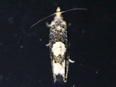 Epinotia trigonella