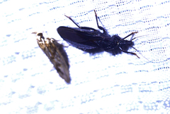 Triatoma