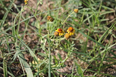 Helenium elegans