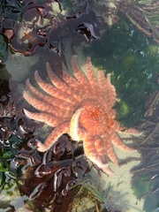 Pycnopodia helianthoides