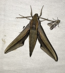 Xylophanes falco