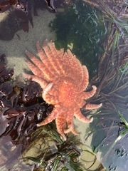 Pycnopodia helianthoides