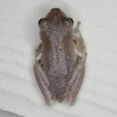 Hyla femoralis