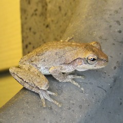 Hyla femoralis