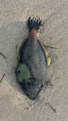 Meuschenia flavolineata