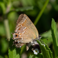 Callophrys gryneus