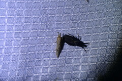 Triatoma