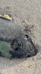 Meuschenia flavolineata