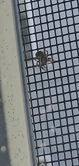 Salticidae
