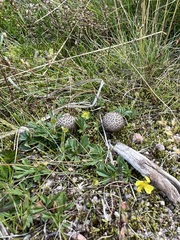 Lycoperdon utriforme