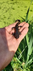 Ambystoma tigrinum