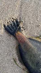 Meuschenia flavolineata