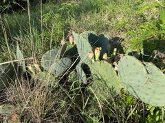 Opuntia macrorhiza