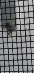 Salticidae