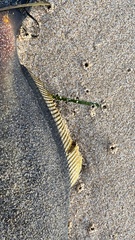 Meuschenia flavolineata