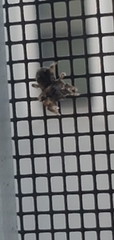 Salticidae