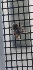 Salticidae
