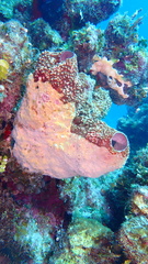 Ircinia