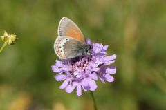 Coenonympha gardetta