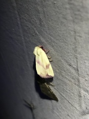 Thurberiphaga diffusa