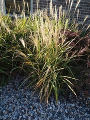Miscanthus sinensis