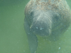 Trichechus manatus