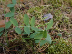 Lathyrus japonicus