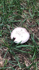 Agaricus
