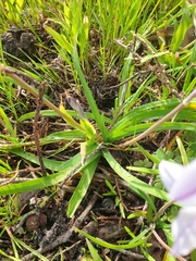 Ipheion uniflorum