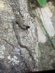 Thamnophis elegans vagrans