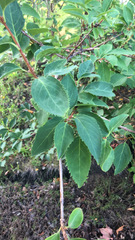 Forsythia × intermedia