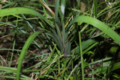 Dianella caerulea