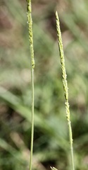Eriochloa sericea