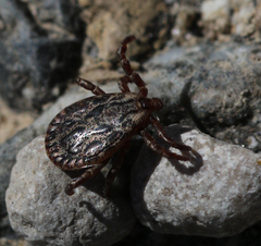 Dermacentor marginatus