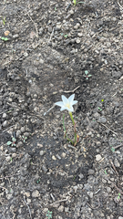 Zephyranthes chlorosolen