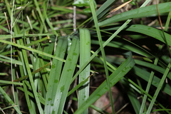 Dianella caerulea