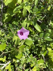 Ipomoea