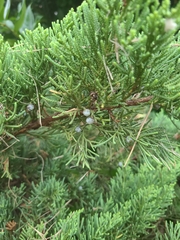Juniperus chinensis