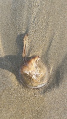 Pseudorhiza haeckeli