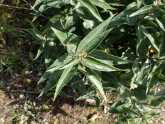 Vincetoxicum hirundinaria