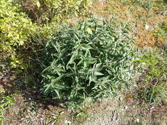 Vincetoxicum hirundinaria