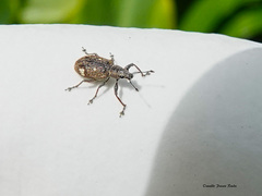 Mimographus