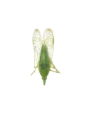 Dictyopharidae