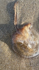 Pseudorhiza haeckeli