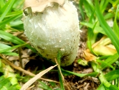 Coprinus