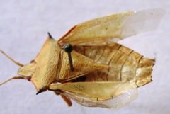 Chlorocoris