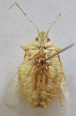 Chlorocoris