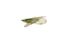 Dictyopharidae